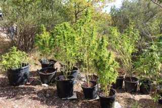 marihuana makarska 1 26092022
