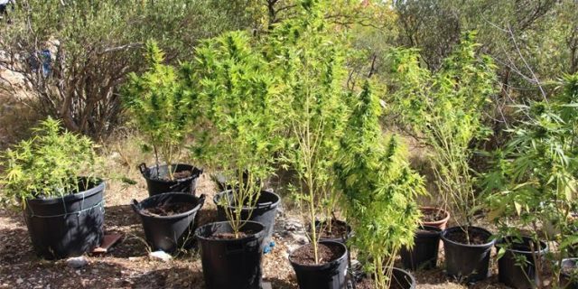 marihuana makarska 1 26092022