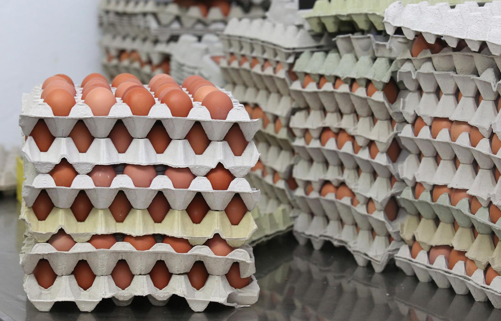 Pakovo Selo: Farma nesilica Kolarite