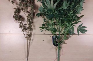 Sinj, marihuana 2 (1)