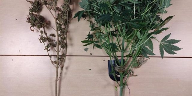 Sinj, marihuana 2 (1)