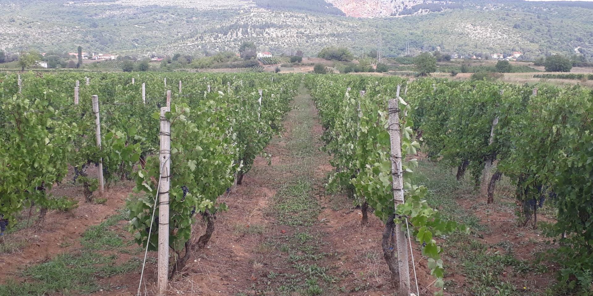 EU fondovi Imotski – 021 portal