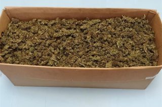 marihuana