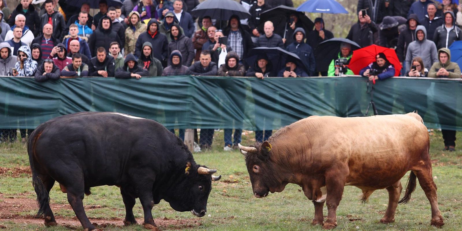 Split: Održana 20. tradicionalna korida Dicmo