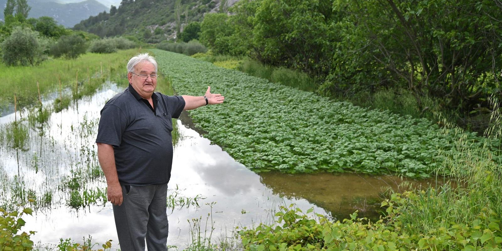 Poplavljeni nasadi jagoda u Vrgoračkom polju