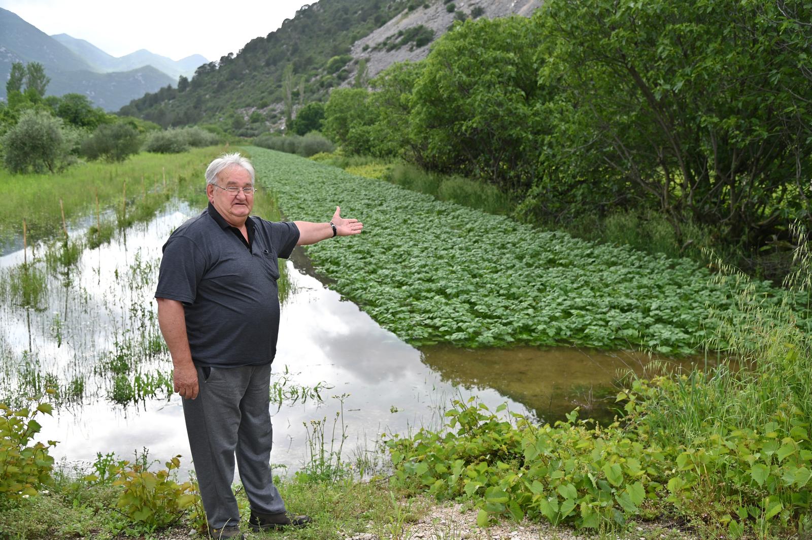 Poplavljeni nasadi jagoda u Vrgoračkom polju