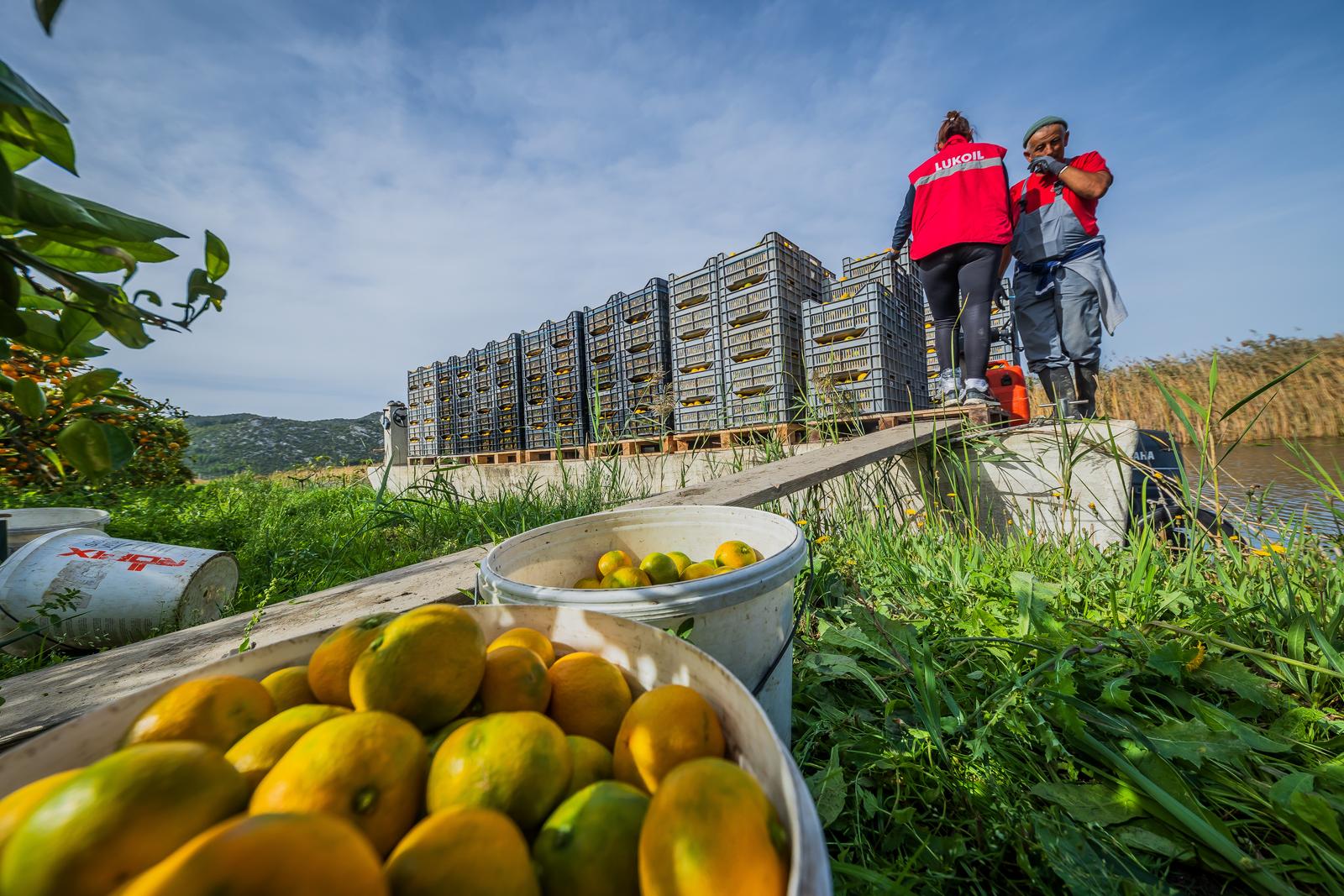 Berba mandarina u dolini Neretve: Urod je rekordan, ali proizvođače muči niska cijena