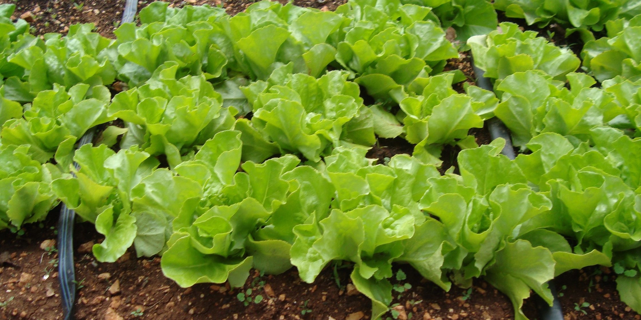 Poljoprivreda salata