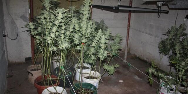 omis marihuana