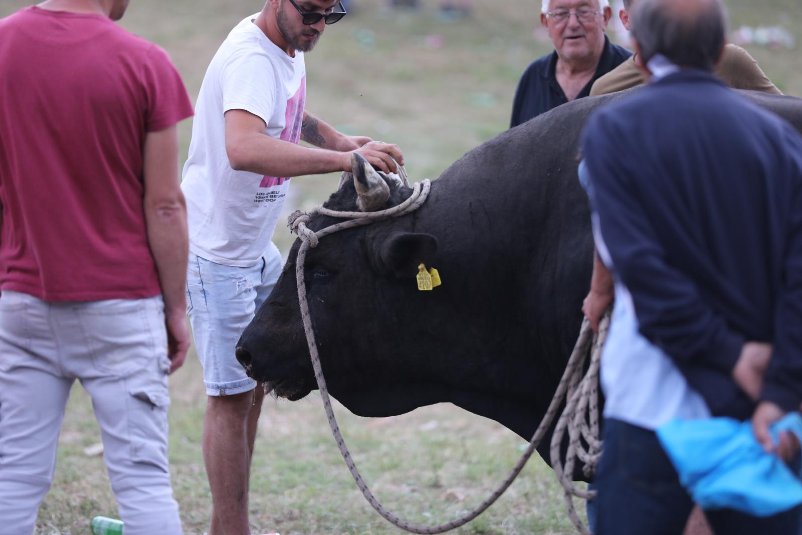 Nesreća na bikijadi u Radošiću, bik ozlijedio muškarca