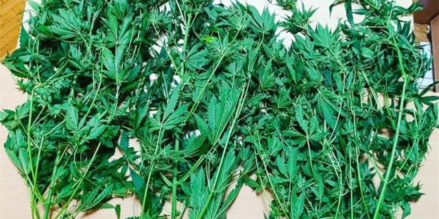 marihuana 28.3.