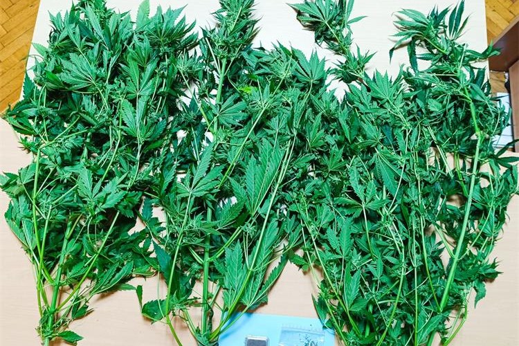 marihuana 28.3.
