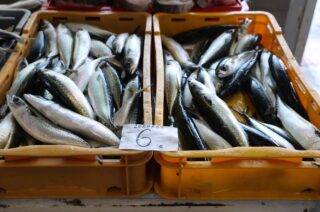 Šibenik: Ponuda ribe na tržnici