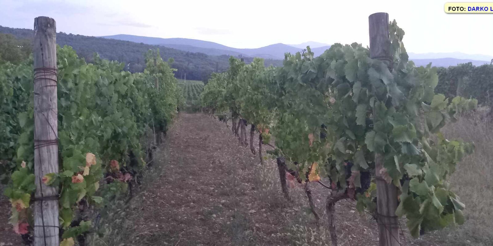 Imotski vinogradi1 – najava 021 portal