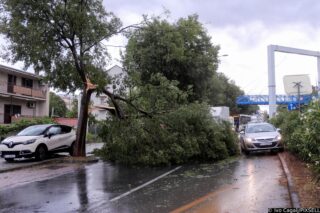 Split: U Vukovarskoj ulici srušilo se stablo tijekom nevremena