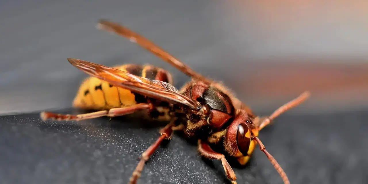 european-hornet-7540762_1280.jpg