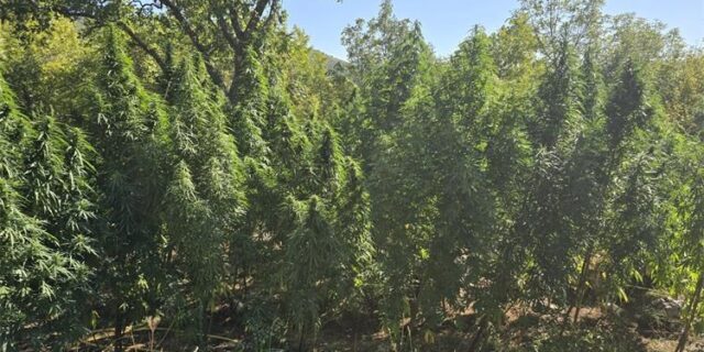 marihuana prgomet 1