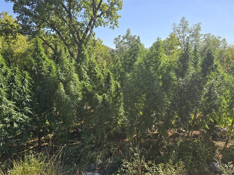 marihuana prgomet 1