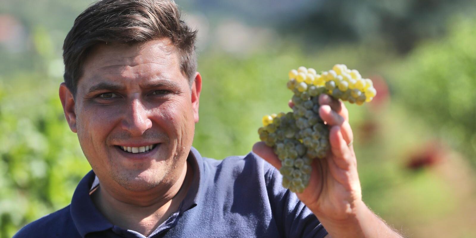 Proložac: Počela berba u vinogradima vinarije Grabovac