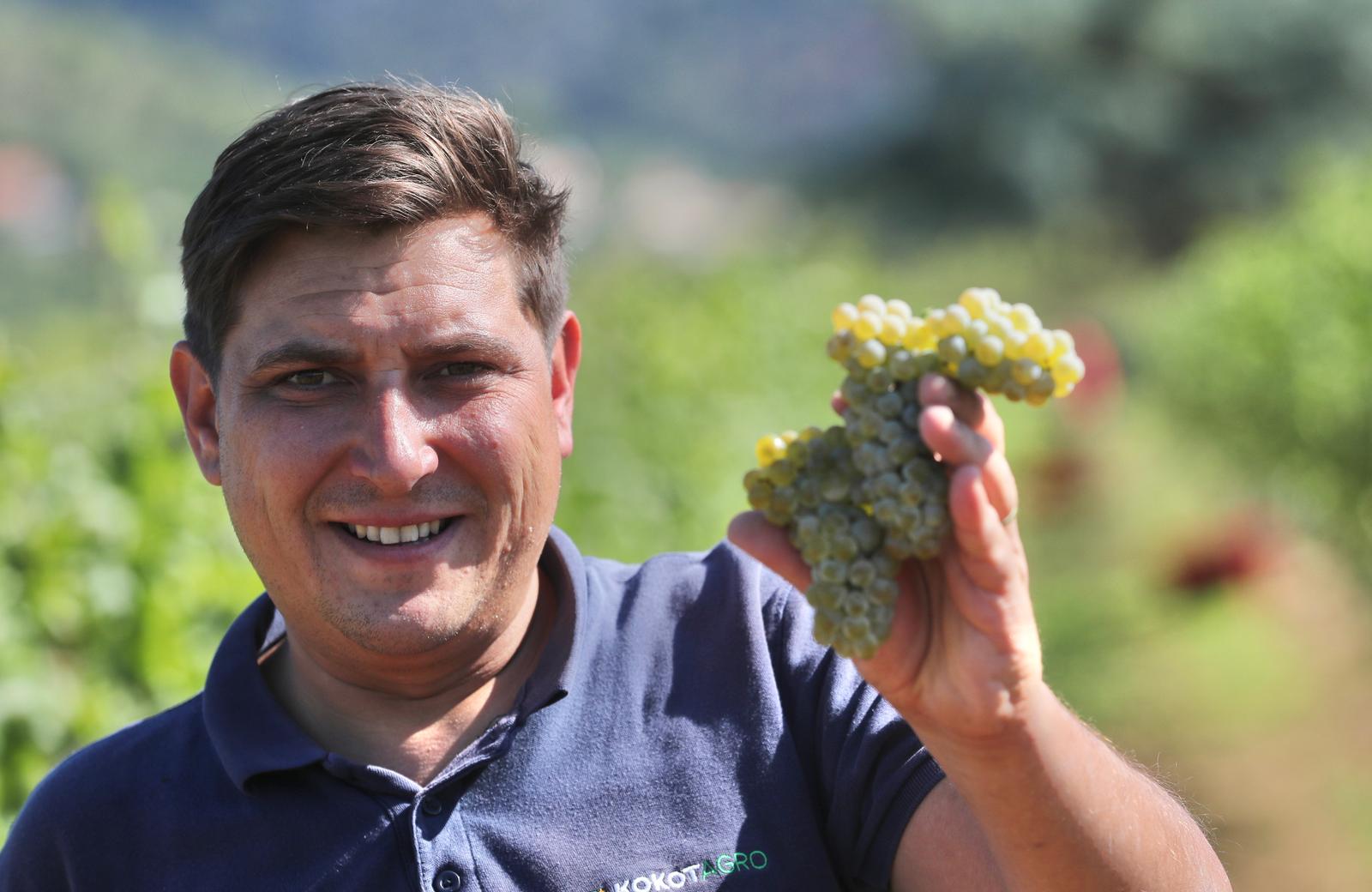 Proložac: Počela berba u vinogradima vinarije Grabovac