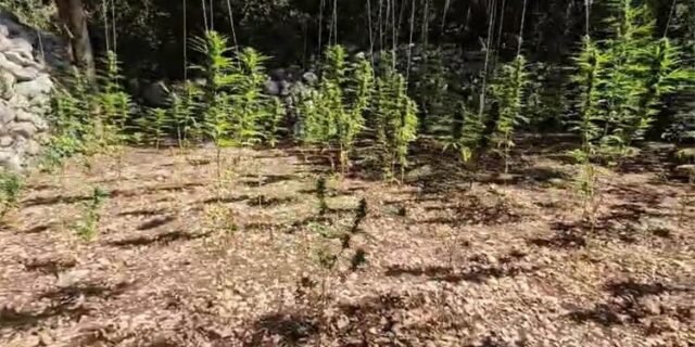 marihuana makarska