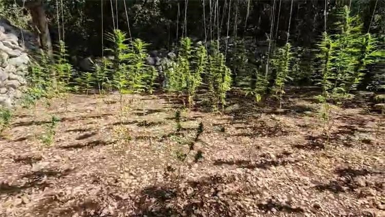 marihuana makarska