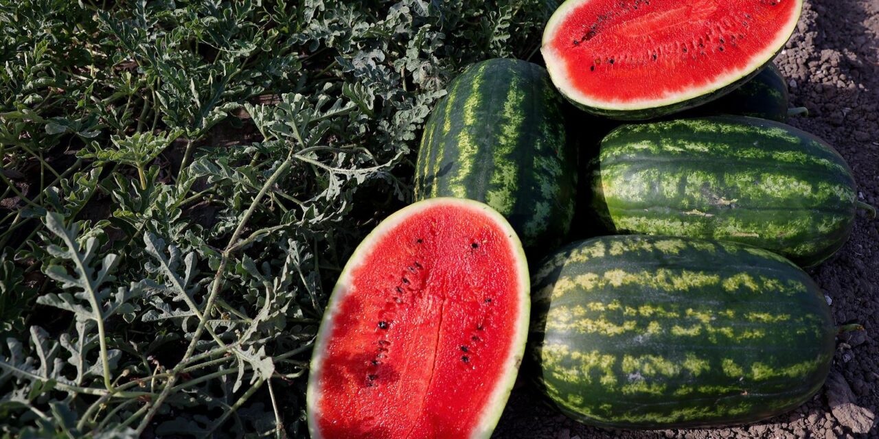 Opuzen: Berba lubenica