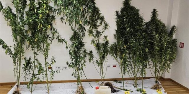 imotski marihuana 1
